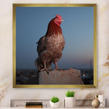 Cock a Doodle Dusk Rooster - Chicken Wall Art Prints