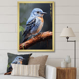 Dusk Plummet bird - Bird Wall Art Prints