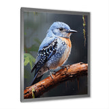 Dusk Plummet bird - Bird Wall Art Prints