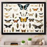 Yellow and blue Insects and Bugs - Insects & Bugs Framed Canvas Art
