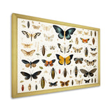 Blue and yellow Insects and Bugs - Insects & Bugs Home Decor Art