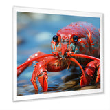 Coastal Crawler Portrait of a Lobster - Lobster Home Decor Art