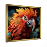 Orange Parrot portrait photo - Parrot Wall Art Prints