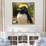 Penguin photo portrait - Black Penguin Wall Art