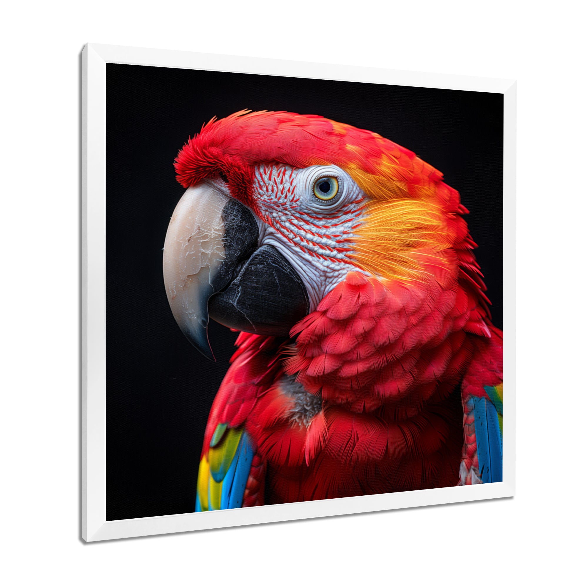 Red and orange parrot portrait on black - Parrot Canvas Wall Art