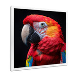 Red and orange parrot portrait on black - Parrot Canvas Wall Art