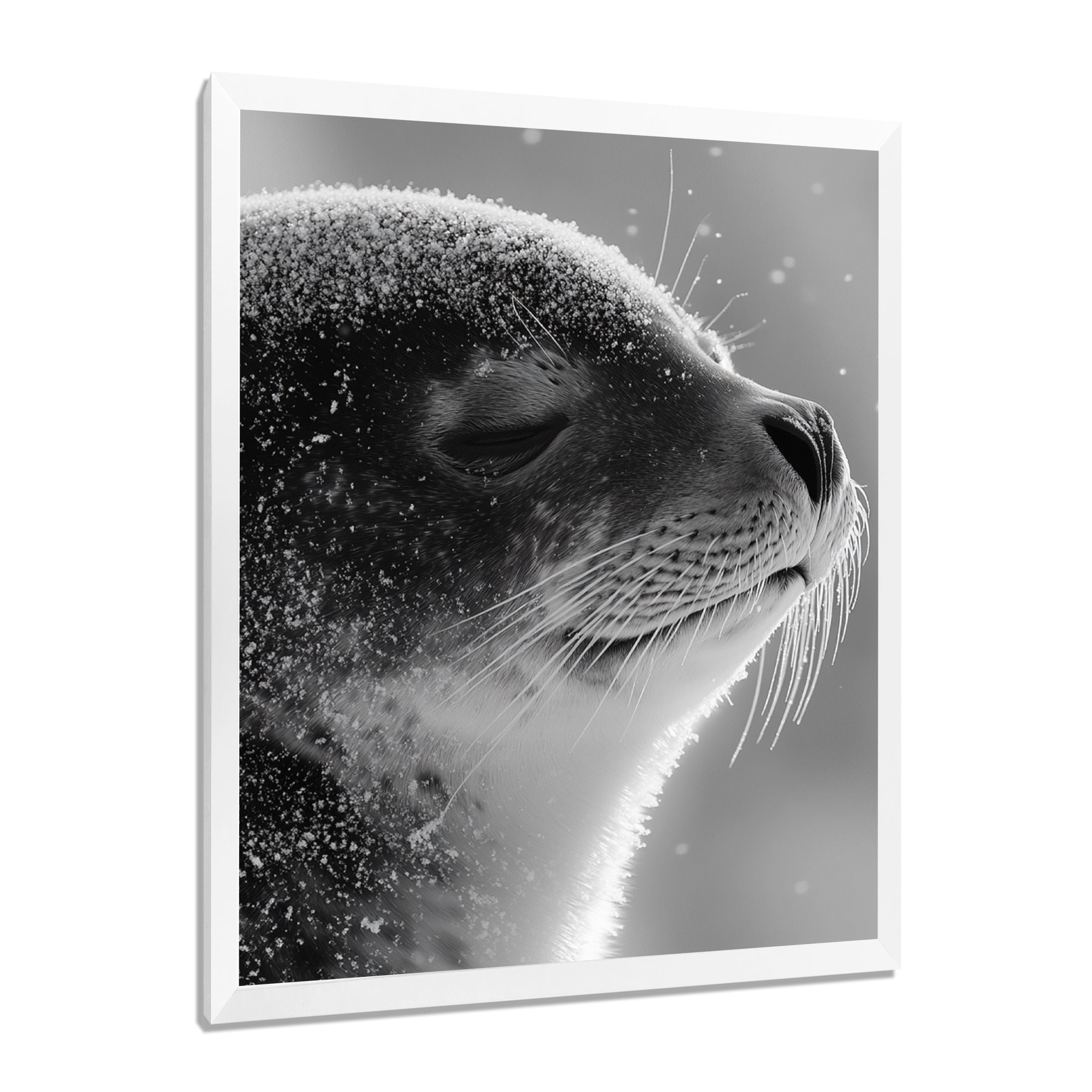Monochrome Black Seal Accented With Grey - Seal Wall Decor