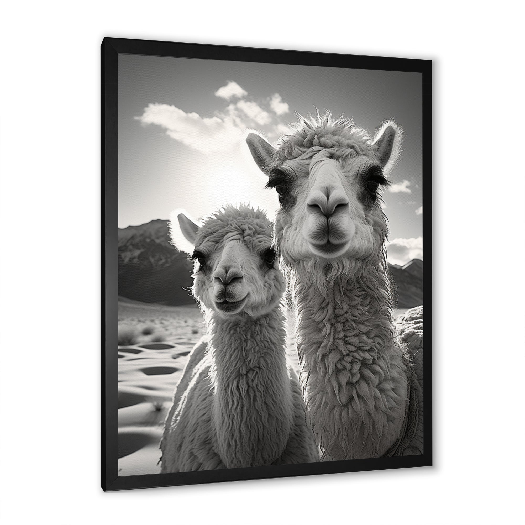 Camel Harmony In Monochrome - Camel Large Canvas Wall Art