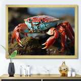 Crab Coastal Scavenger - Crab Home Decor Art