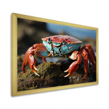 Crab Coastal Scavenger - Crab Home Decor Art