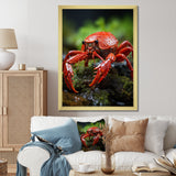 Crayfish Creek Dweller - Crayfish Wall Art Prints