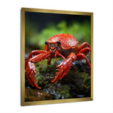 Crayfish Creek Dweller - Crayfish Wall Art Prints