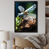 White Dragonfly Insects Flight - Dragonfly Wall Art Prints