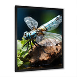 White Dragonfly Insects Flight - Dragonfly Wall Art Prints