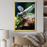 White Dragonfly Insects Flight - Dragonfly Wall Art Prints