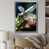 White Dragonfly Insects Flight - Dragonfly Wall Art Prints