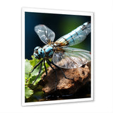 White Dragonfly Insects Flight - Dragonfly Wall Art Prints