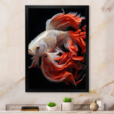 Coral Kois Fish Bold Contrasts - Koi's Fish Large Canvas Wall Art