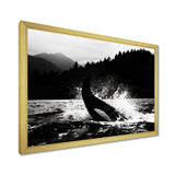 Orca Splashing In The Water Monochrome - Coastal Animal Framed Canvas Art