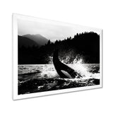 Orca Splashing In The Water Monochrome - Coastal Animal Framed Canvas Art