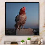 Cock a Doodle Dusk Rooster - Chicken Wall Art Prints