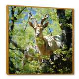 White Portrait of Pastoral Goat in forest - White Goat Wall Art