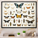 Yellow and blue Insects and Bugs - Insects & Bugs Framed Canvas Art