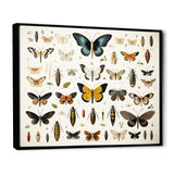 Blue and yellow Insects and Bugs - Insects & Bugs Home Decor Art