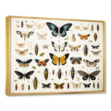 Blue and yellow Insects and Bugs - Insects & Bugs Home Decor Art