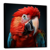 Red Parrot portrait photo - Parrot Wall Art Prints