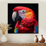 Red and orange parrot portrait on black - Parrot Canvas Wall Art