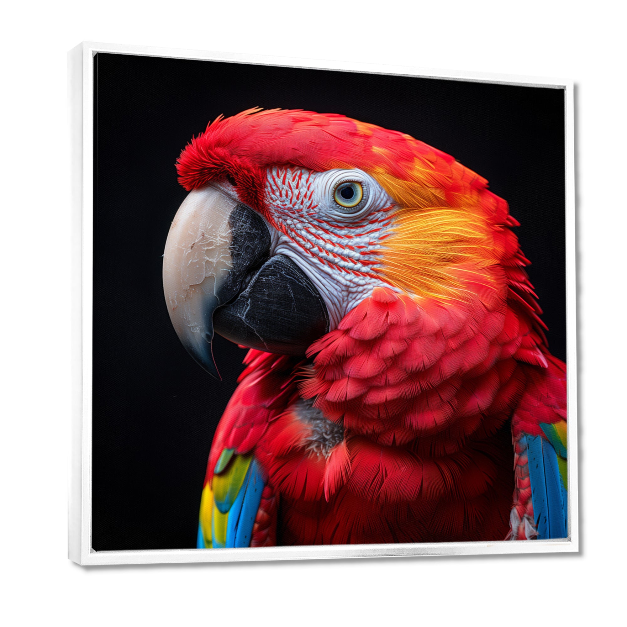 Red and orange parrot portrait on black - Parrot Canvas Wall Art