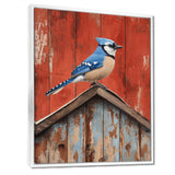 Blue Jay On The Barn Roof - Blue Bird Wall Art