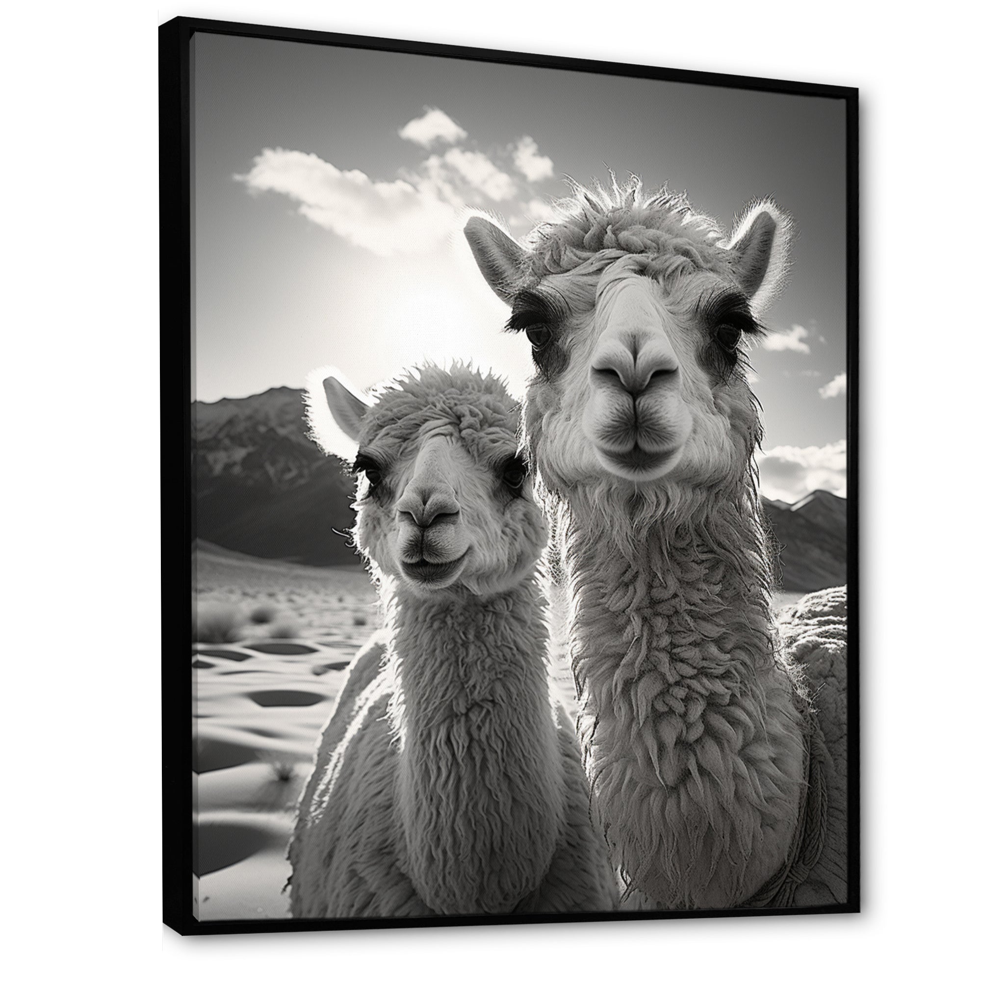 Camel Harmony In Monochrome - Camel Large Canvas Wall Art