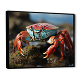 Crab Coastal Scavenger - Crab Home Decor Art