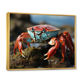 Crab Coastal Scavenger - Crab Home Decor Art