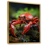 Crayfish Creek Dweller - Crayfish Wall Art Prints