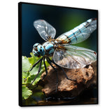 White Dragonfly Insects Flight - Dragonfly Wall Art Prints