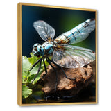 White Dragonfly Insects Flight - Dragonfly Wall Art Prints