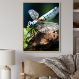 White Dragonfly Insects Flight - Dragonfly Wall Art Prints