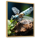 White Dragonfly Insects Flight - Dragonfly Wall Art Prints
