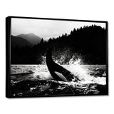 Orca Splashing In The Water Monochrome - Coastal Animal Framed Canvas Art