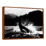 Orca Splashing In The Water Monochrome - Coastal Animal Framed Canvas Art