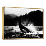 Orca Splashing In The Water Monochrome - Coastal Animal Framed Canvas Art