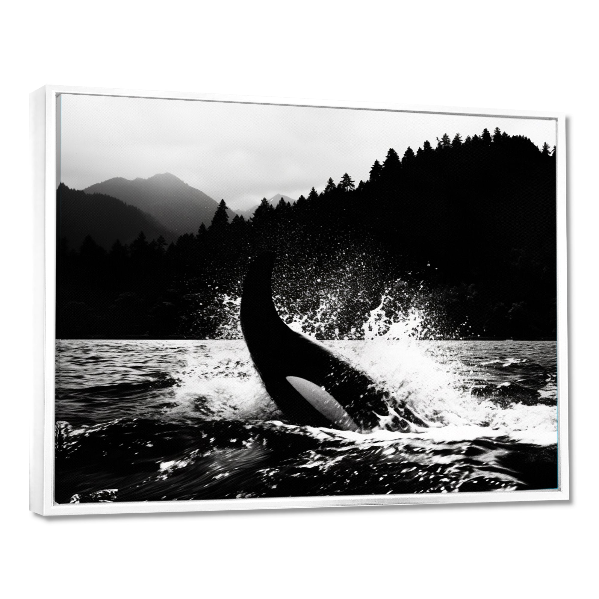 Orca Splashing In The Water Monochrome - Coastal Animal Framed Canvas Art