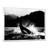 Orca Splashing In The Water Monochrome - Coastal Animal Framed Canvas Art