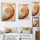 Copper Curves Nautilus Spiral - Nautilus Wall Decor