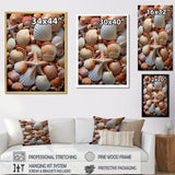 Classic Seashells By The Sea - Seashell Large Canvas Wall Art