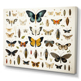 Blue and yellow Insects and Bugs - Insects & Bugs Home Decor Art