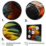 Yellow and blue Parrot portrait photo - Yellow Parrot Wall Art